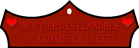 SITE WEB ELEVAGE DU CLOS DE LA LUETTE SPECIALISE POUR LE BOUVIER DES FLANDRES © COPYRIGHT DEPOSE